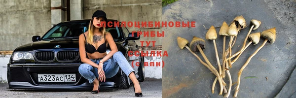 крисы Кулебаки